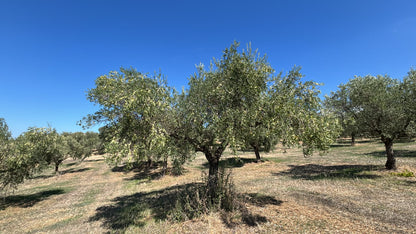 Olive Tree Club Annual Membership
