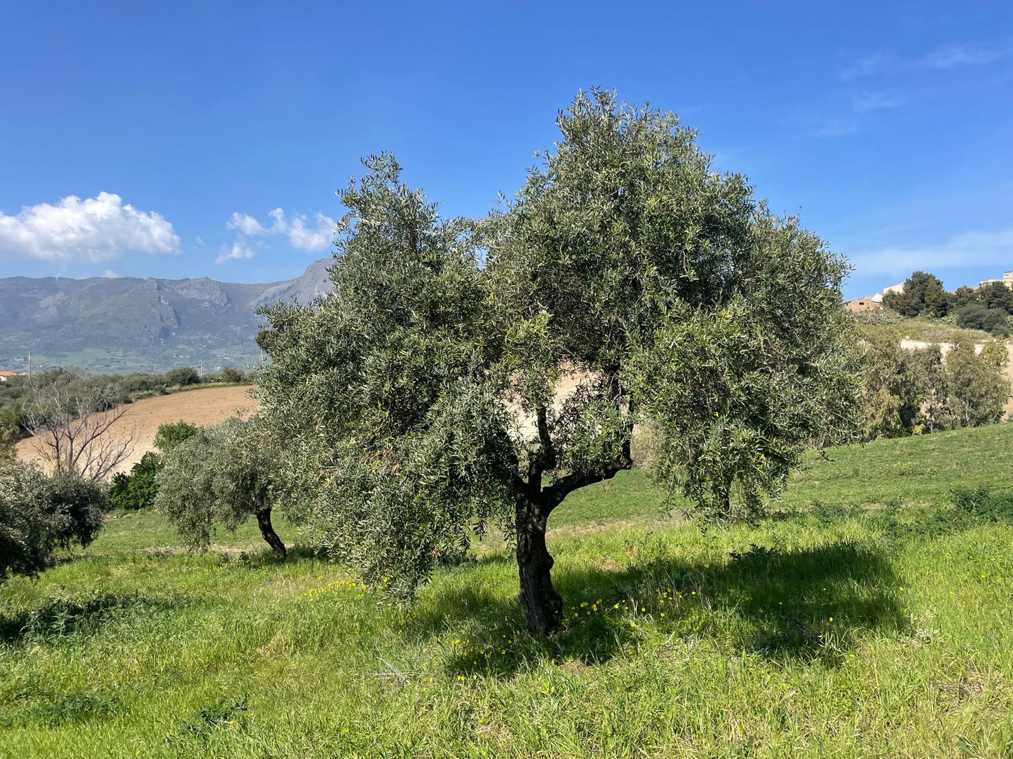 Gift the Olive Tree Club