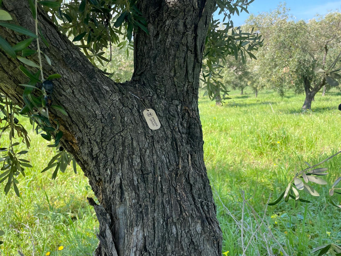 Gift the Olive Tree Club